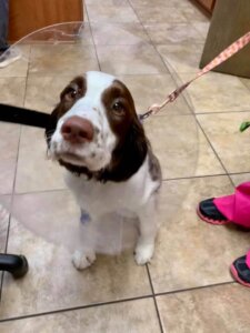 Pet Surgery -Animal Emergency Clinic NE