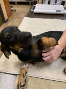 Pet Ultrasound - Animal Emergency Clinic NE
